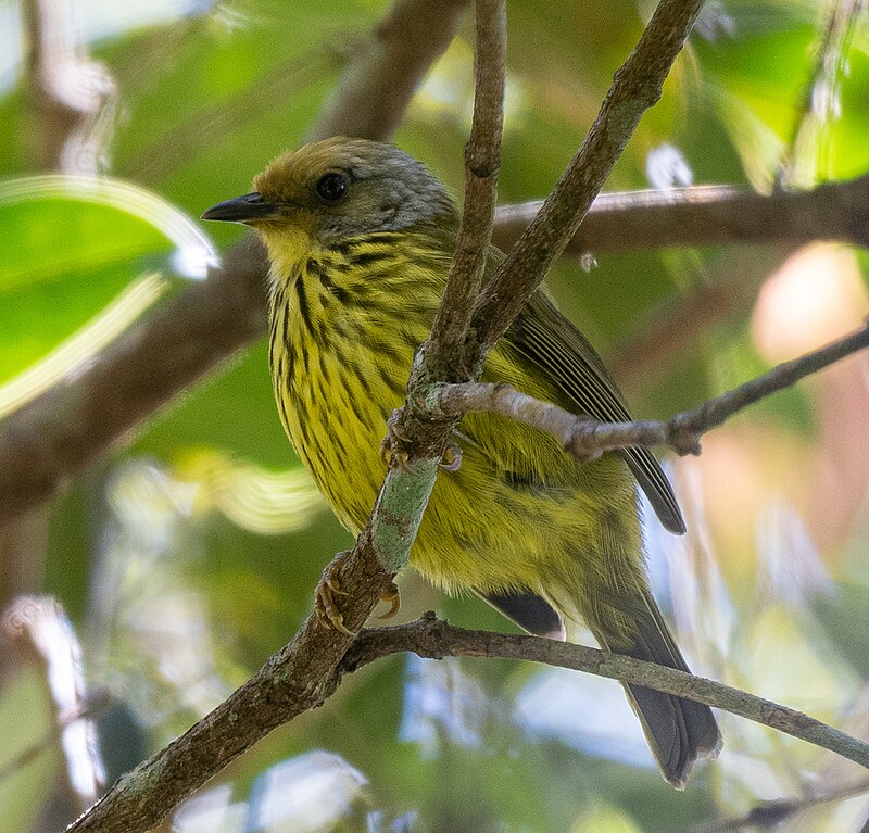 Palawan Striped-Babbler (Zosterornis hypogrammicus) photo