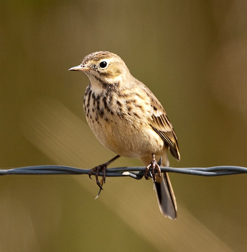American Pipit (Anthus rubescens) photo