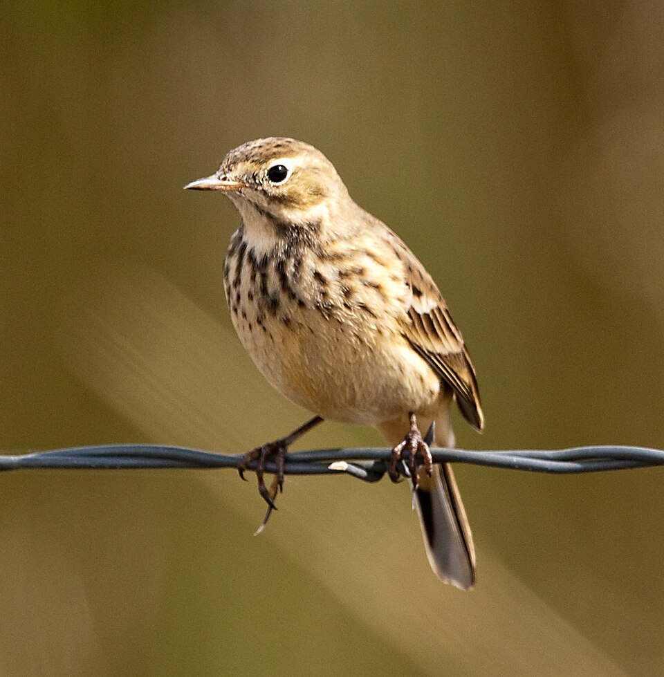 American Pipit (Anthus rubescens)