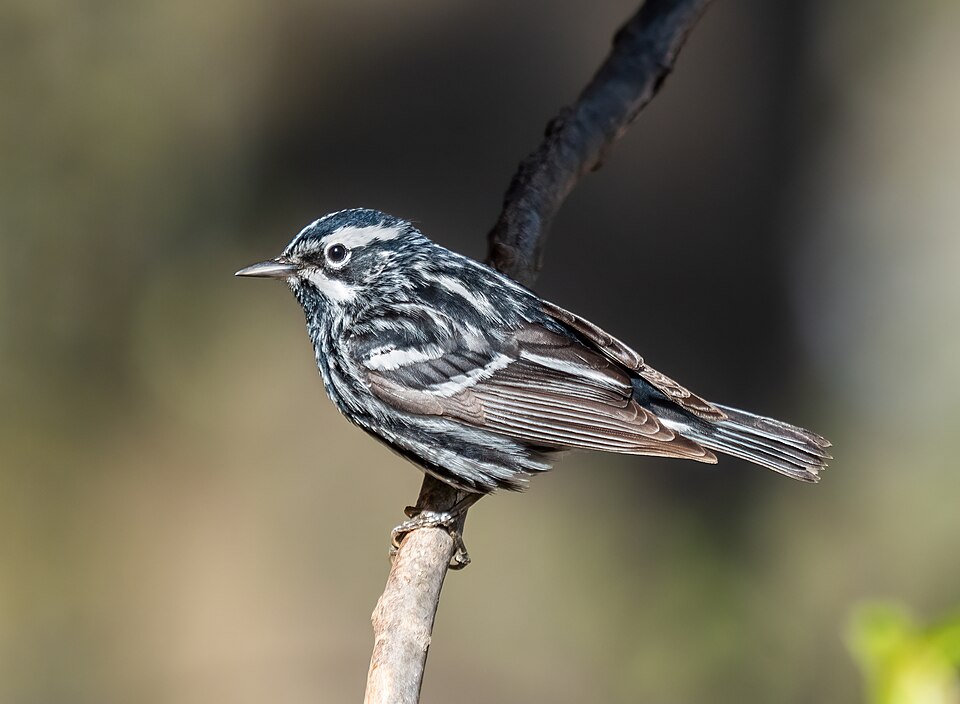 Black-and-white Warbler (Mniotilta varia)