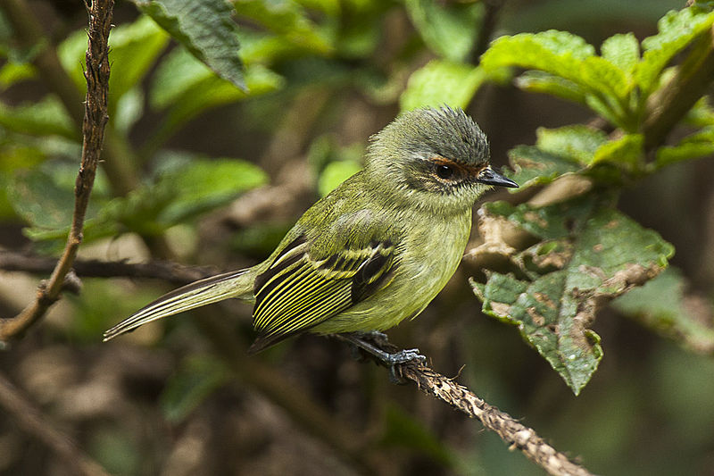 Cinnamon-faced Tyrannulet (Phylloscartes parkeri) photo