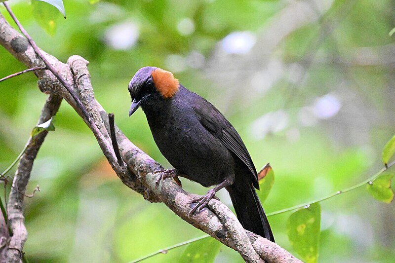 Rufous-cheeked Laughingthrush (Garrulax castanotis) photo