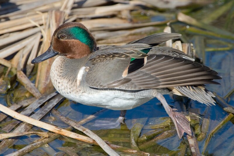 Green-winged Teal (Anas crecca) photo