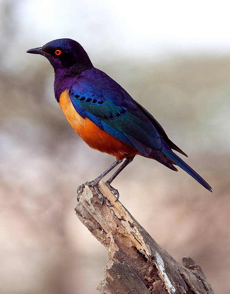 Hildebrandt's Starling (Lamprotornis hildebrandti) photo