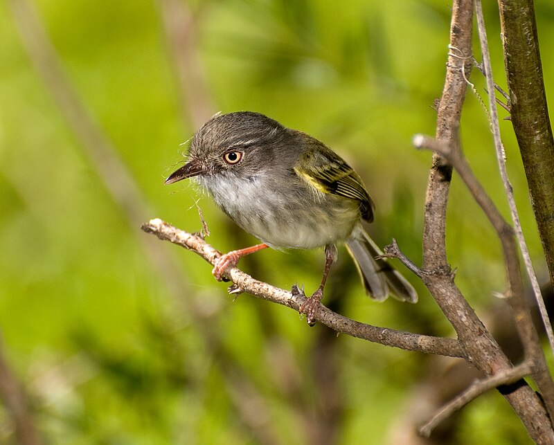 Pearly-vented Tody-Tyrant (Hemitriccus margaritaceiventer) photo