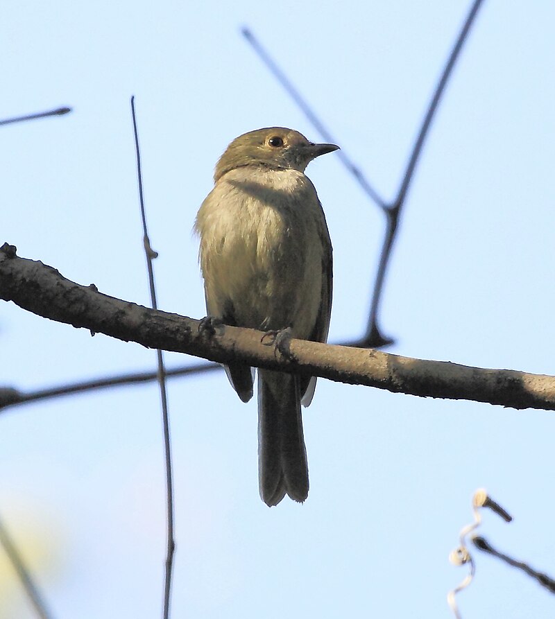 Pale-bellied Tyrant-Manakin (Neopelma pallescens) photo