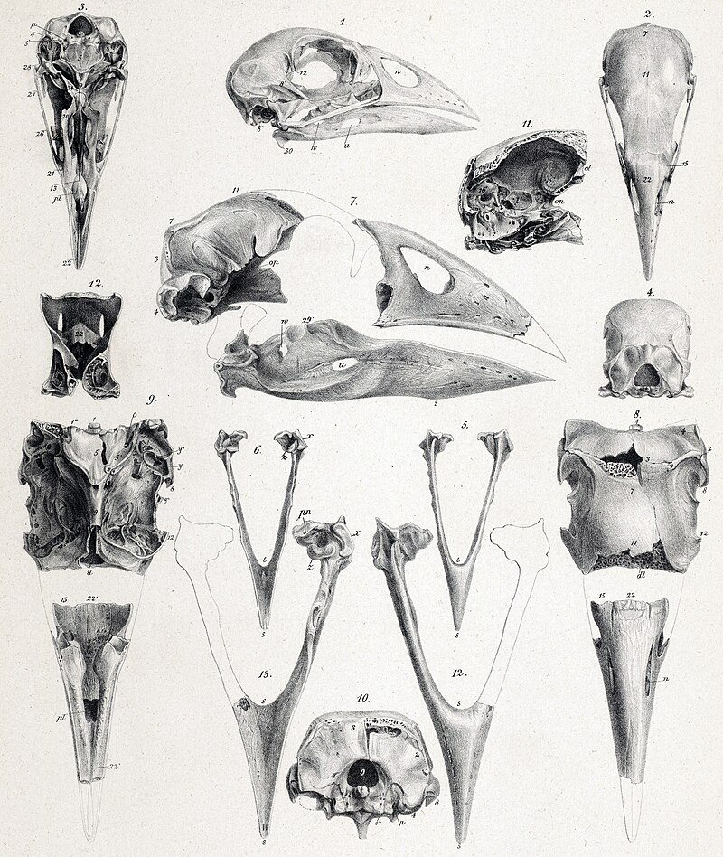 North Island Takahe (Porphyrio mantelli) photo