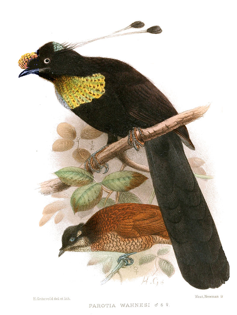 Wahnes's Parotia (Parotia wahnesi) photo