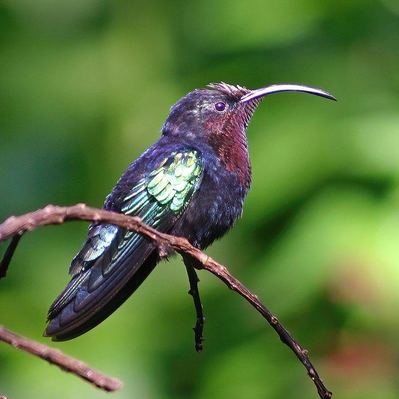 Purple-throated Carib (Eulampis jugularis) photo