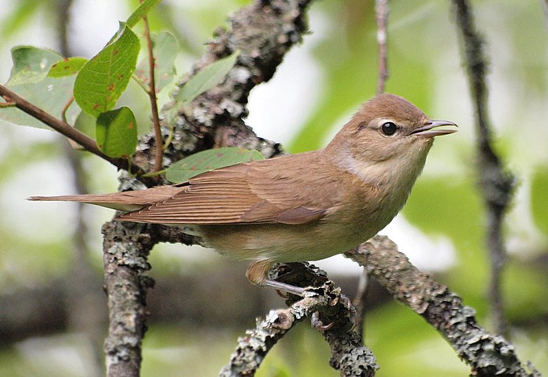 Garden Warbler (Sylvia borin) photo
