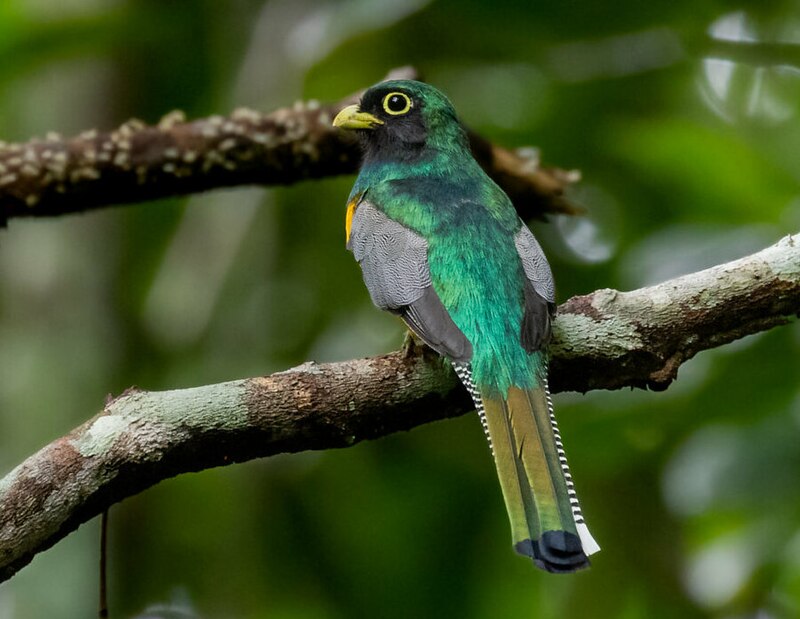 Amazonian Black-throated Trogon (Trogon rufus) photo