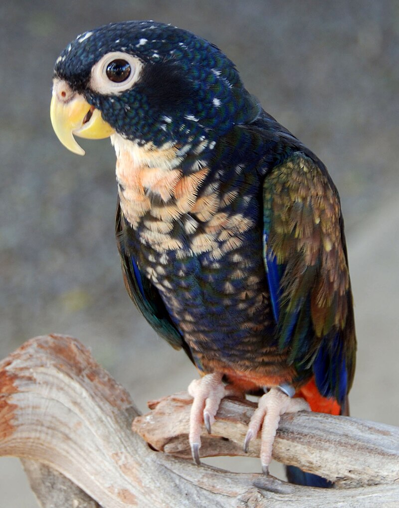 Bronze-winged Parrot (Pionus chalcopterus) photo