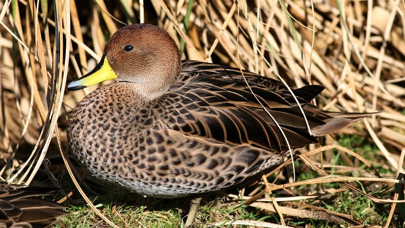 Yellow-billed Pintail (Anas georgica) photo