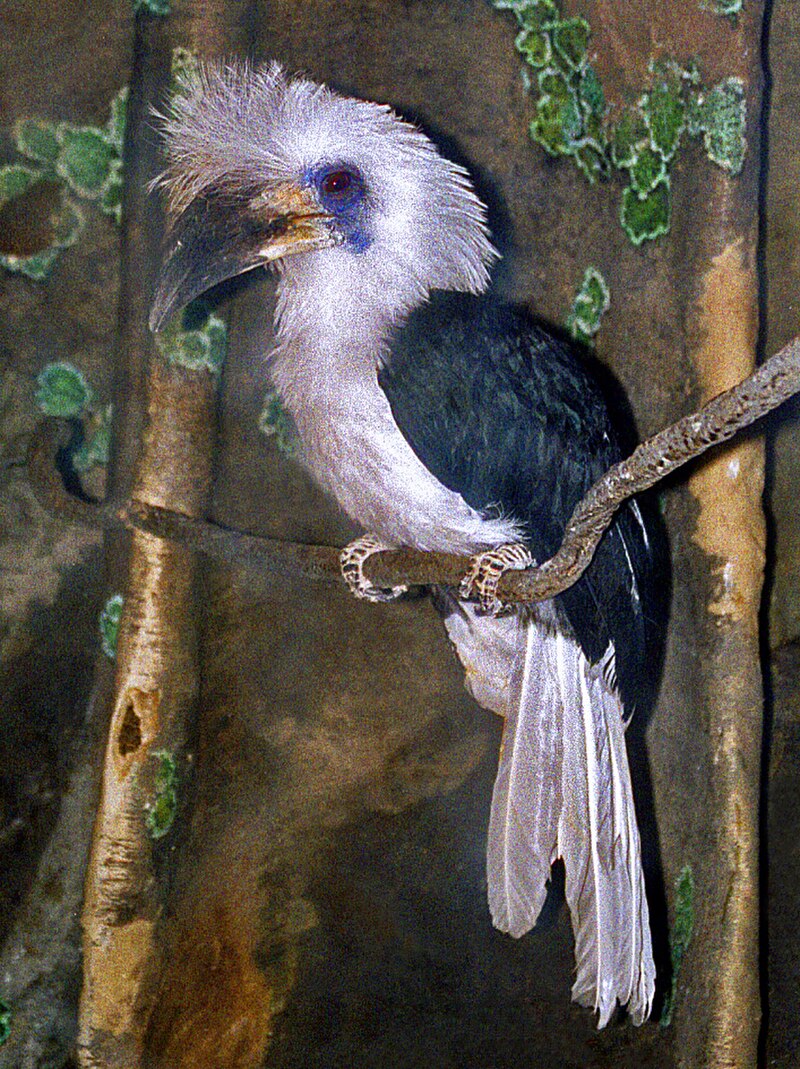White-crowned Hornbill (Berenicornis comatus) photo