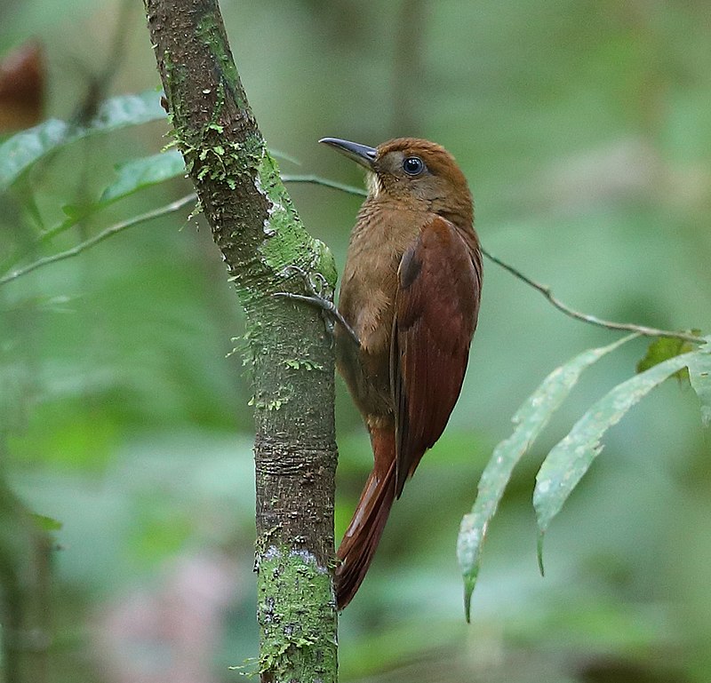 White-chinned Woodcreeper (Dendrocincla merula) photo