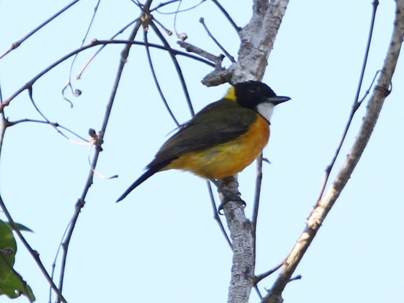 Tenggara Whistler (Pachycephala calliope) photo