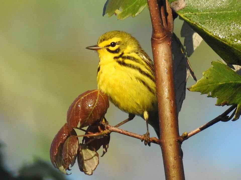 Prairie Warbler (Setophaga discolor)