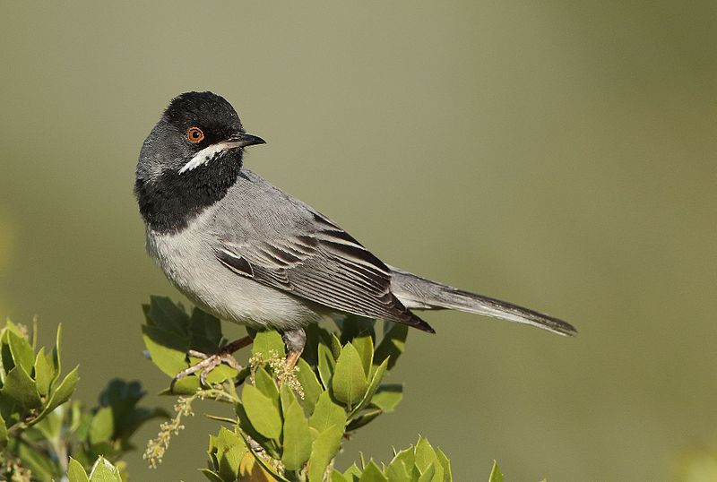 Rüppell's Warbler (Curruca ruppeli) photo