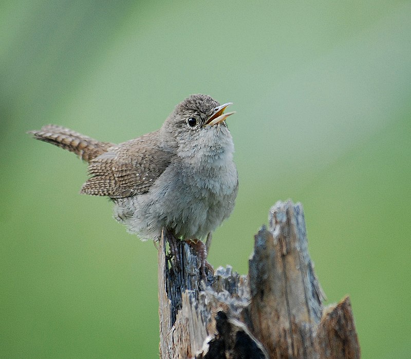 Northern House Wren (Troglodytes aedon) photo