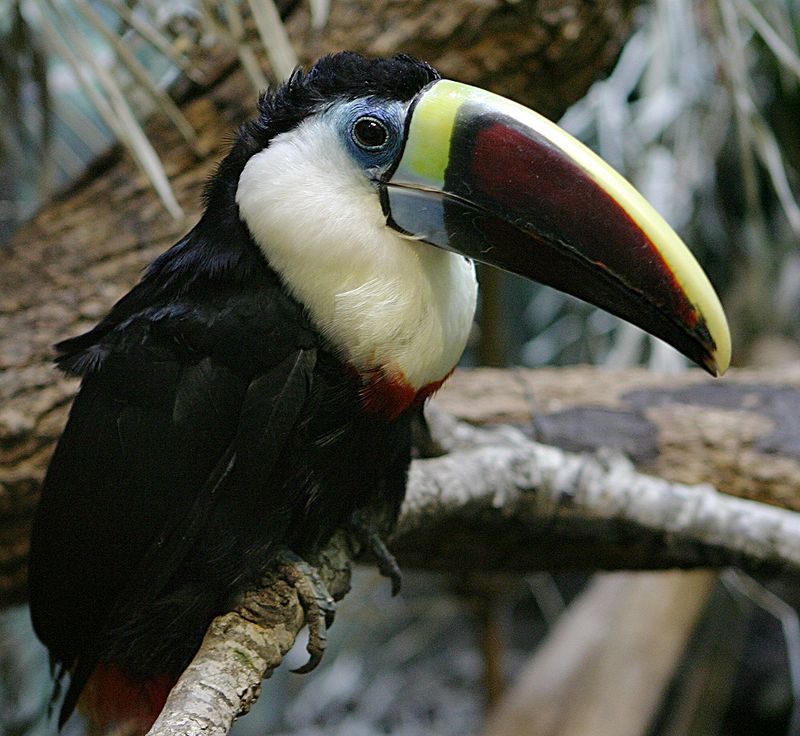 White-throated Toucan (Ramphastos tucanus) photo