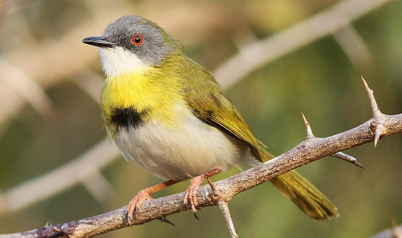 Yellow-breasted Apalis (Apalis flavida) photo