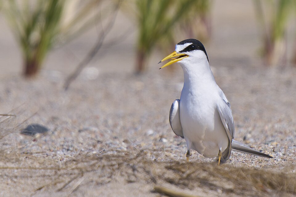 Least Tern (Sternula antillarum)