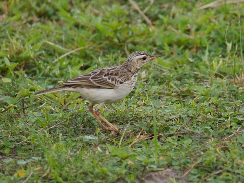 Long-legged Pipit (Anthus pallidiventris) photo