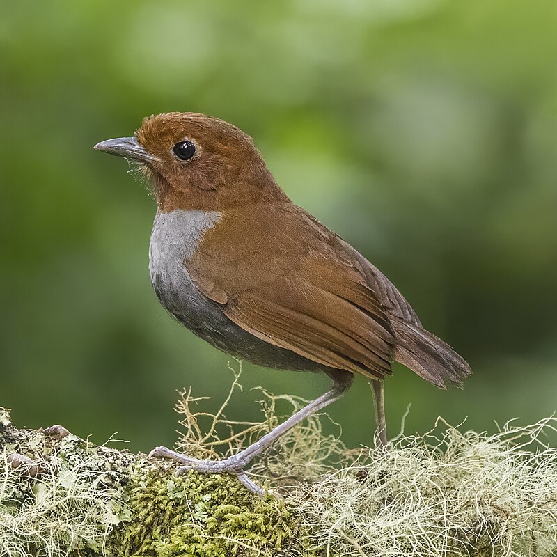 Bicolored Antpitta (Grallaria rufocinerea) photo