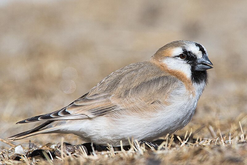Blanford's Snowfinch (Pyrgilauda blanfordi) photo