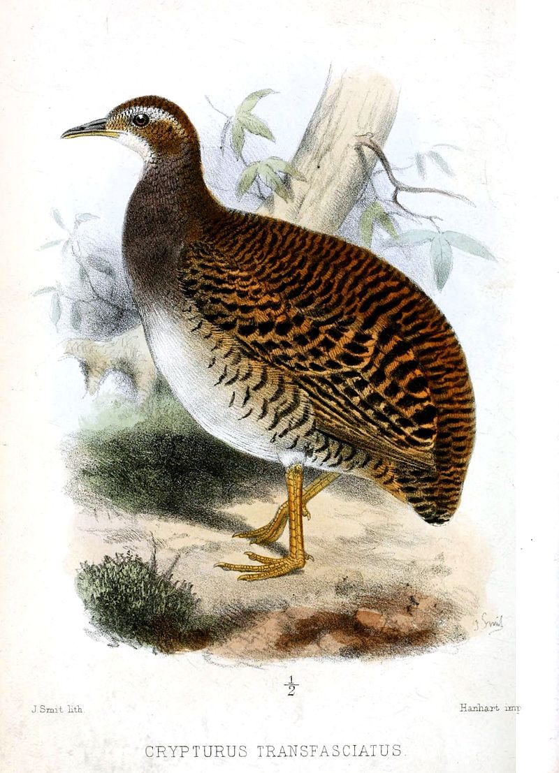 Pale-browed Tinamou (Crypturellus transfasciatus) photo