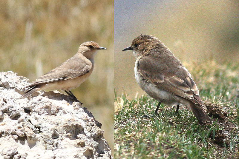 Dark-winged Miner (Geositta saxicolina) photo