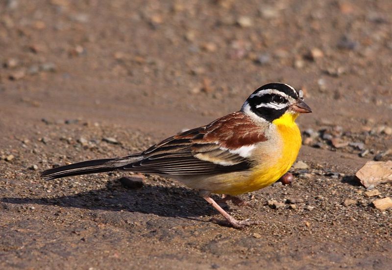 Golden-breasted Bunting (Emberiza flaviventris) photo