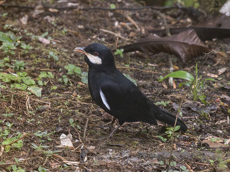 Black Solitaire (Entomodestes coracinus) photo
