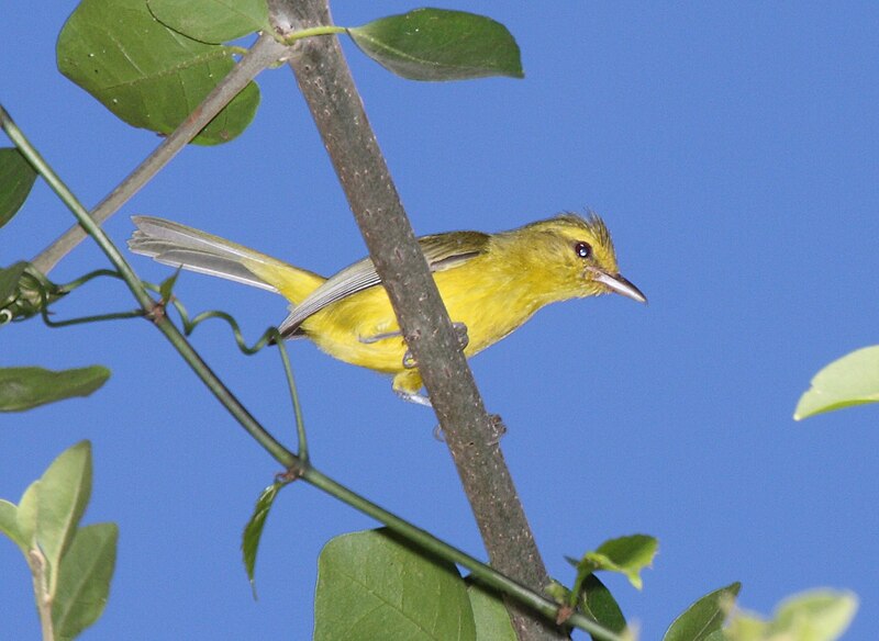 Golden Vireo (Vireo hypochryseus) photo