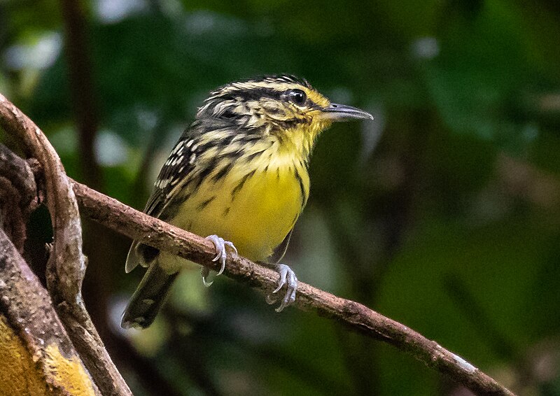 Yellow-browed Antbird (Hypocnemis hypoxantha) photo
