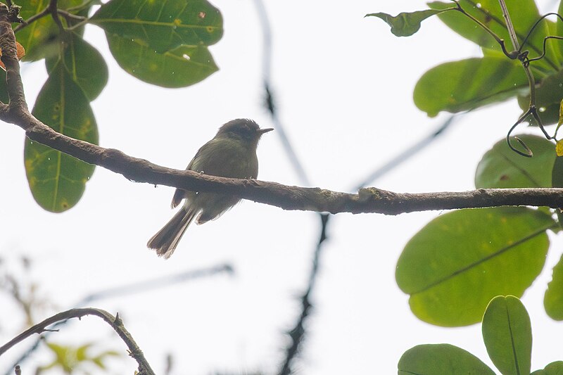 Bahia Tyrannulet (Phylloscartes beckeri) photo