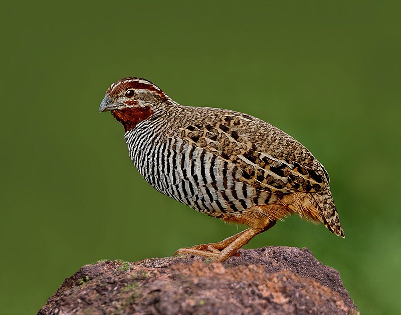 Jungle Bush-Quail (Perdicula asiatica) photo