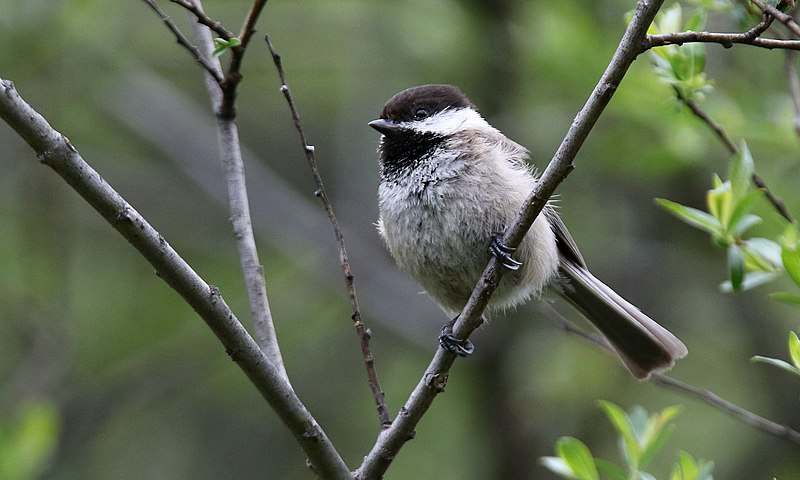 Sichuan Tit (Poecile weigoldicus) photo
