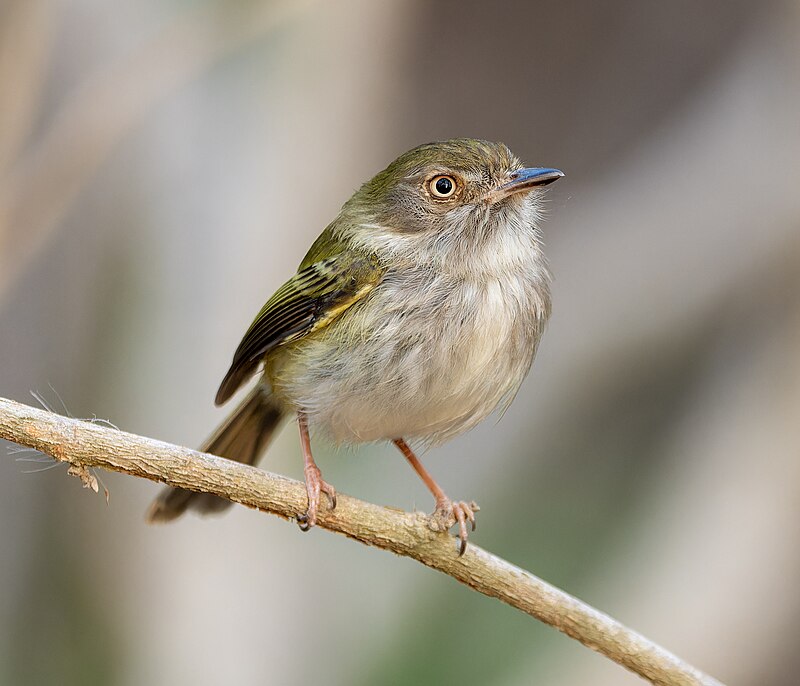 Pale-eyed Pygmy-Tyrant (Atalotriccus pilaris) photo