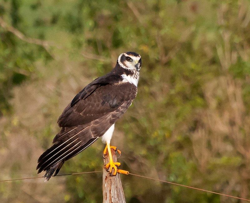 Long-winged Harrier (Circus buffoni) photo