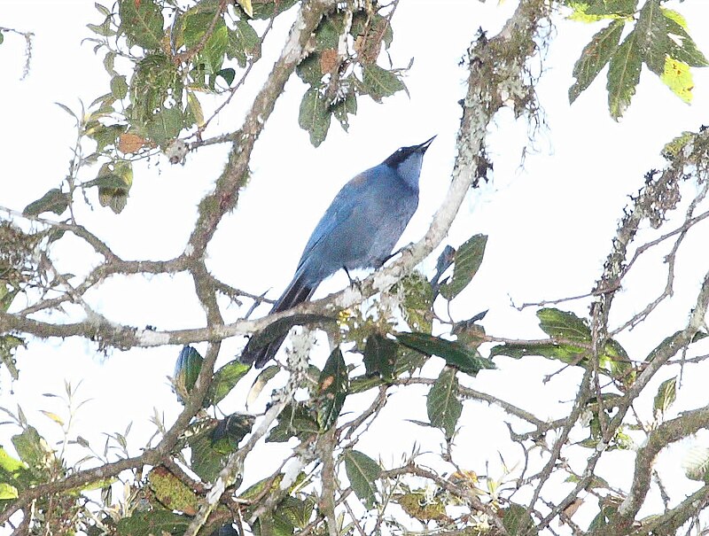 Dwarf Jay (Cyanolyca nanus) photo