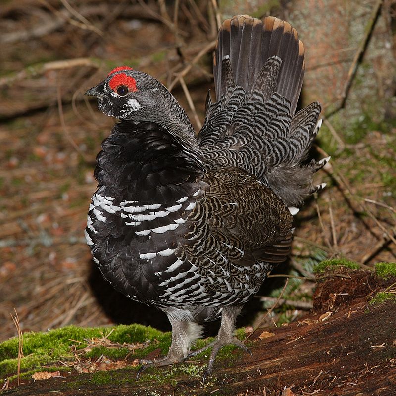 Spruce Grouse (Canachites canadensis) photo