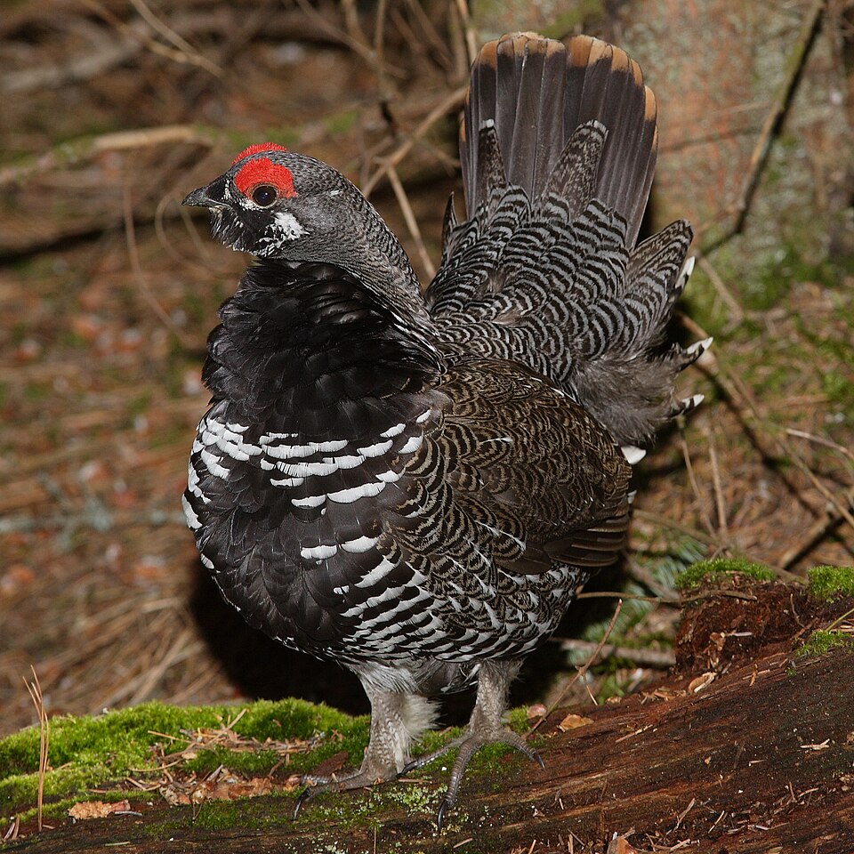 Spruce Grouse (Canachites canadensis)
