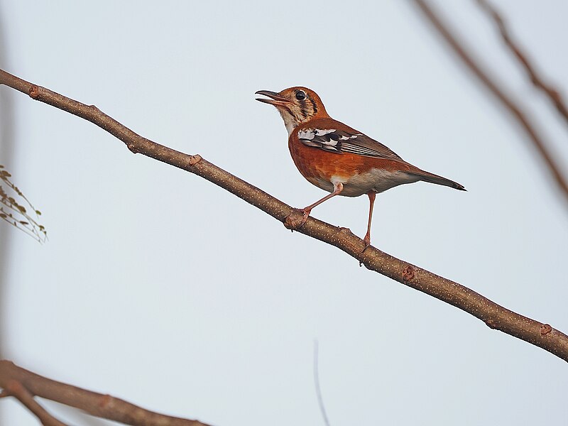Orange-banded Thrush (Geokichla peronii) photo