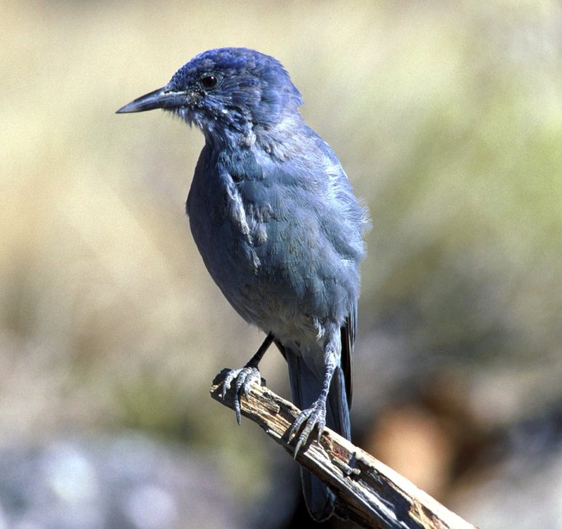 Pinyon Jay (Gymnorhinus cyanocephalus) photo