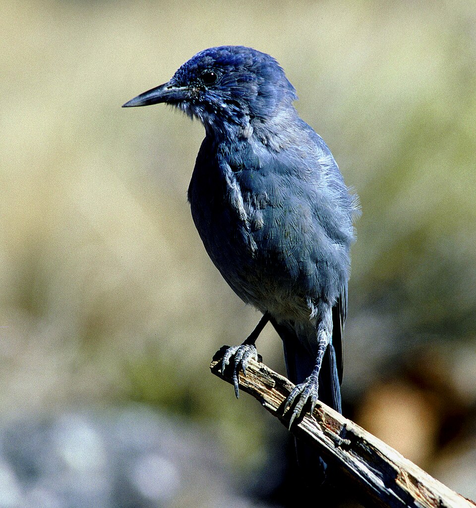 Pinyon Jay (Gymnorhinus cyanocephalus)