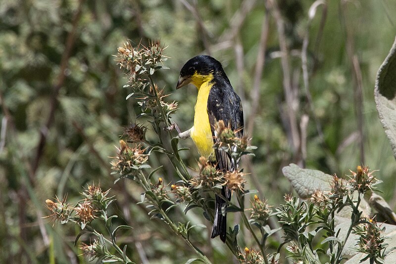 Lesser Goldfinch (Spinus psaltria) photo