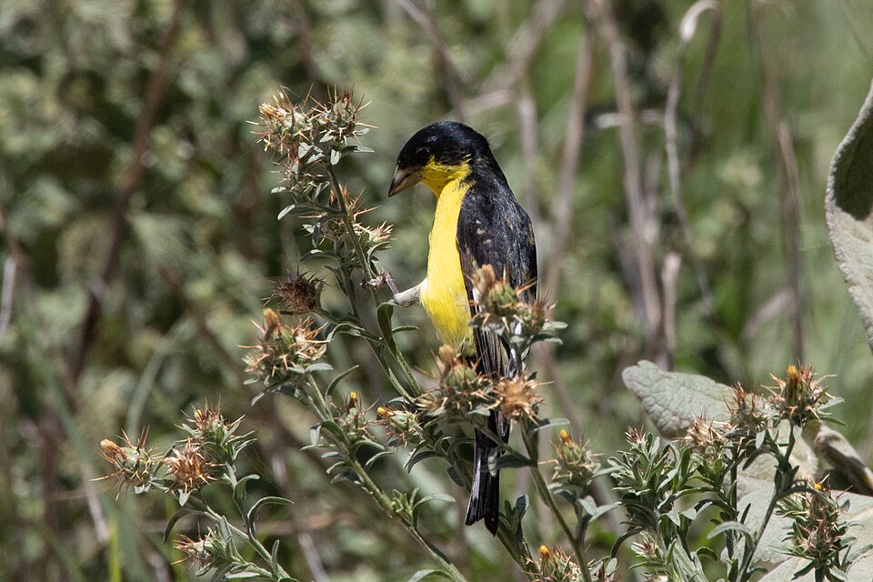 Lesser Goldfinch (Spinus psaltria)
