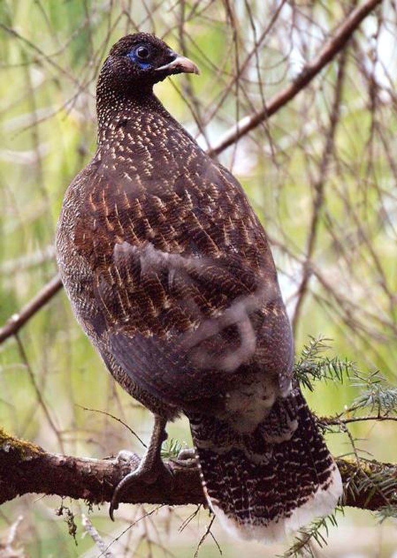 Sclater's Monal (Lophophorus sclateri) photo