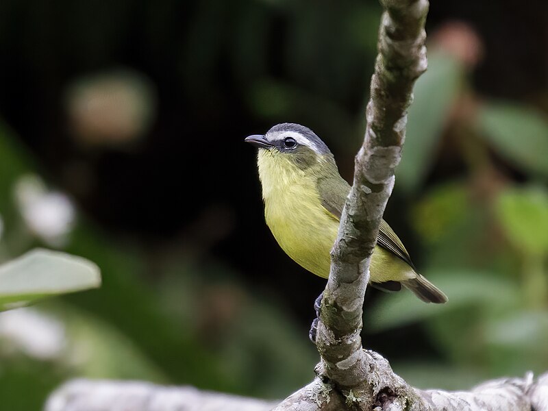 Yellow-bellied Tyrannulet (Ornithion semiflavum) photo